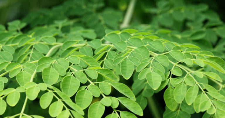 10 Amazing Health Benefits Of Drumstick Leaves (Moringa Leaves)